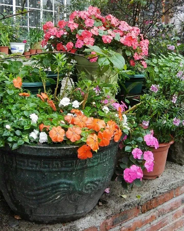 家里的大水缸就适合养花,装满水放在院子里,轻松打造一个小池塘!