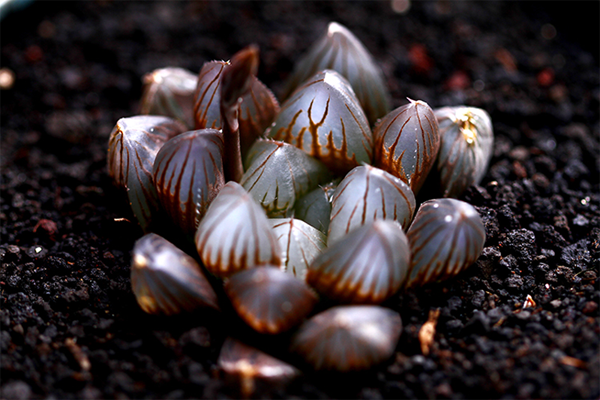 多肉植物玉露的品种和图片欣赏