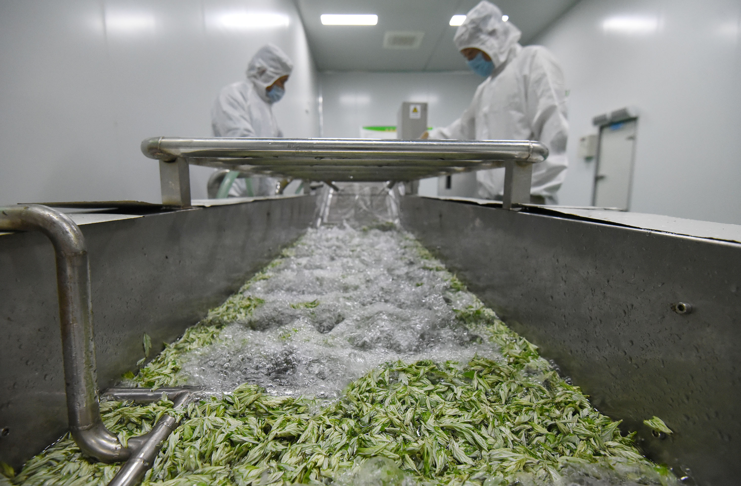 富农民5月14日,在位于河北省邯郸市磁县陶泉乡西韩沟村的茶叶加工车间