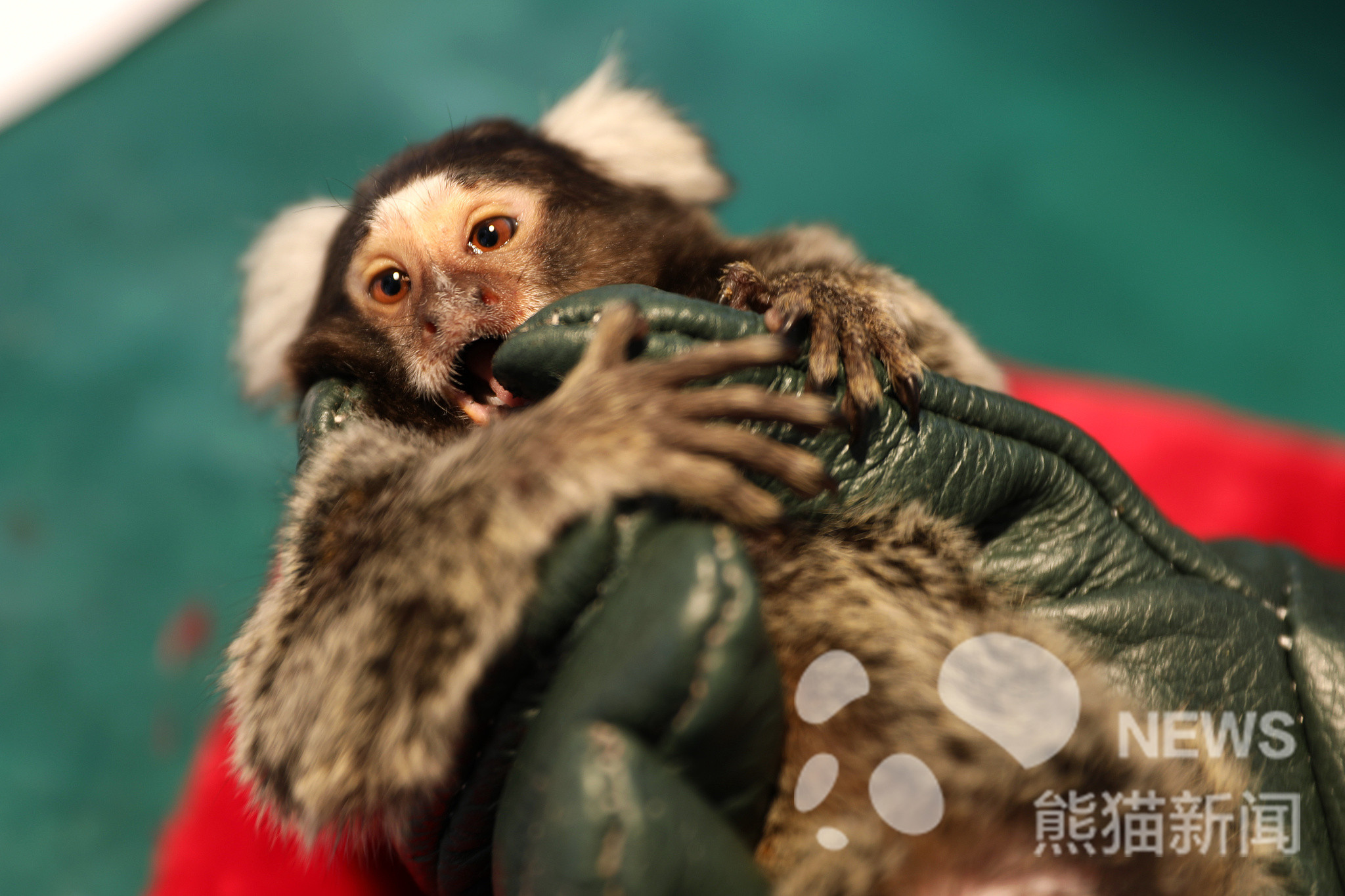 山东威海:山东口岸引进狨猴