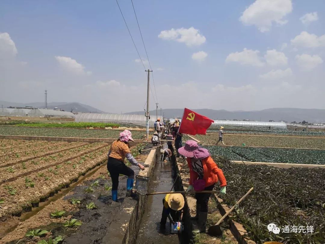 通海县四街镇:党员干部群众多措并举抗旱保收