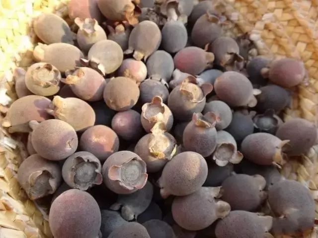 吃多了会便秘,还可以用来酿酒我们最熟悉的野果山稔07能平喘化痰哦