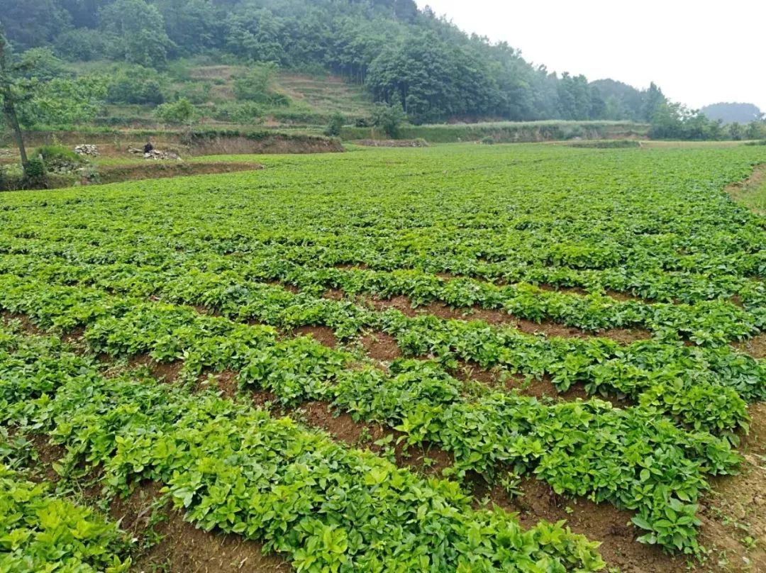 黔西县谷里镇:中药材种植稳推进 引领产业兴发展