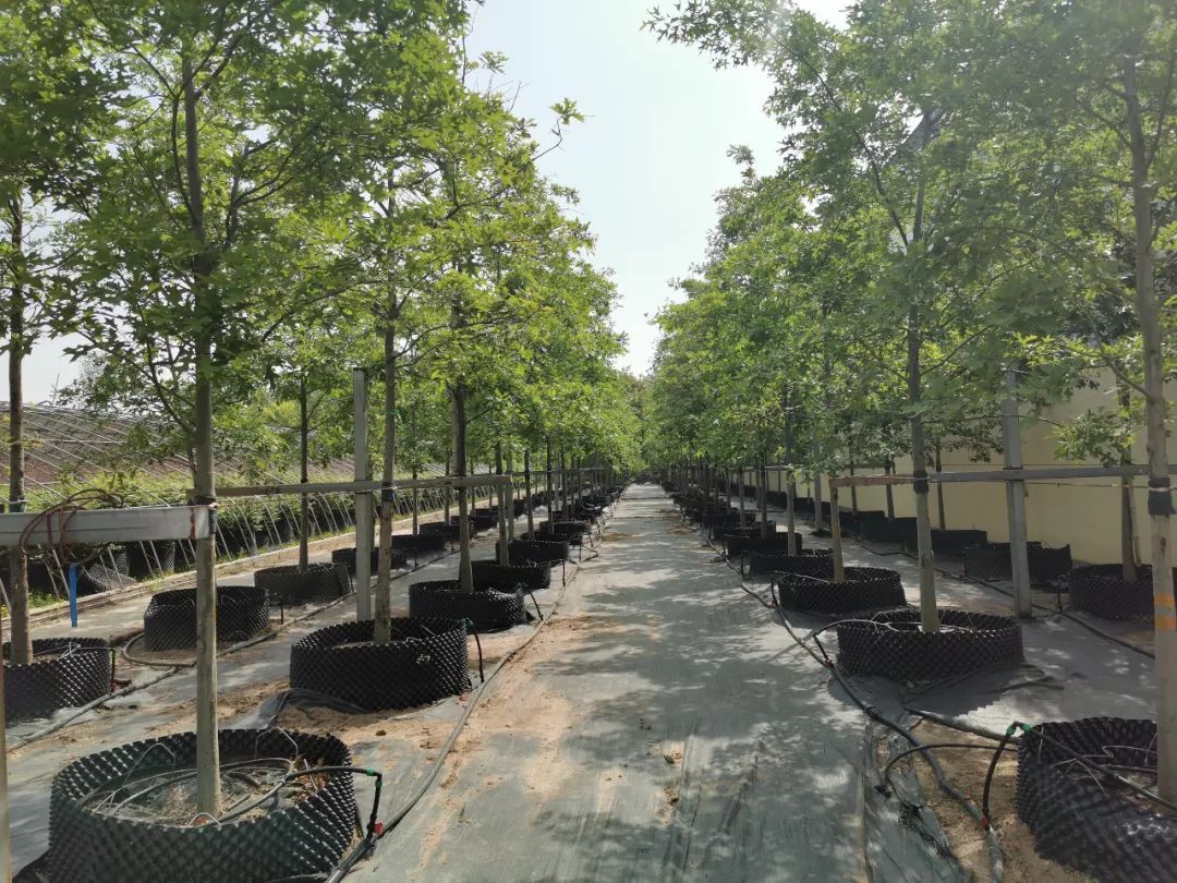 【苗乡行北京线】第二天:心灵震撼的北京乡土苗木_苗圃