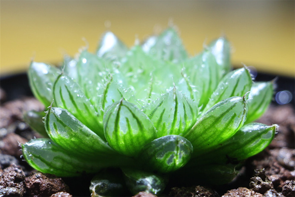 多肉植物玉露的品种和图片欣赏