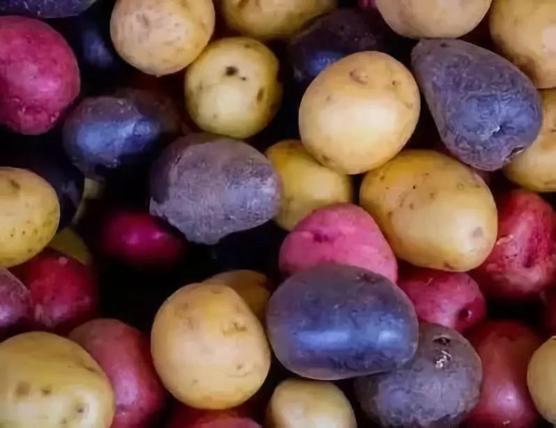 太和这个地方种出的七彩土豆风靡外地!你吃过吗?