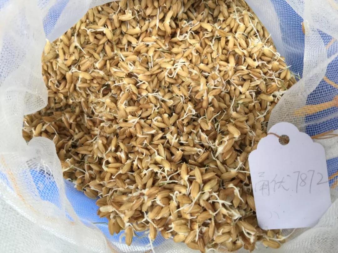 解决杂交稻低活力种子(包括冷库陈种,米粒,穗发芽,裂颖,黑粉病病粒等