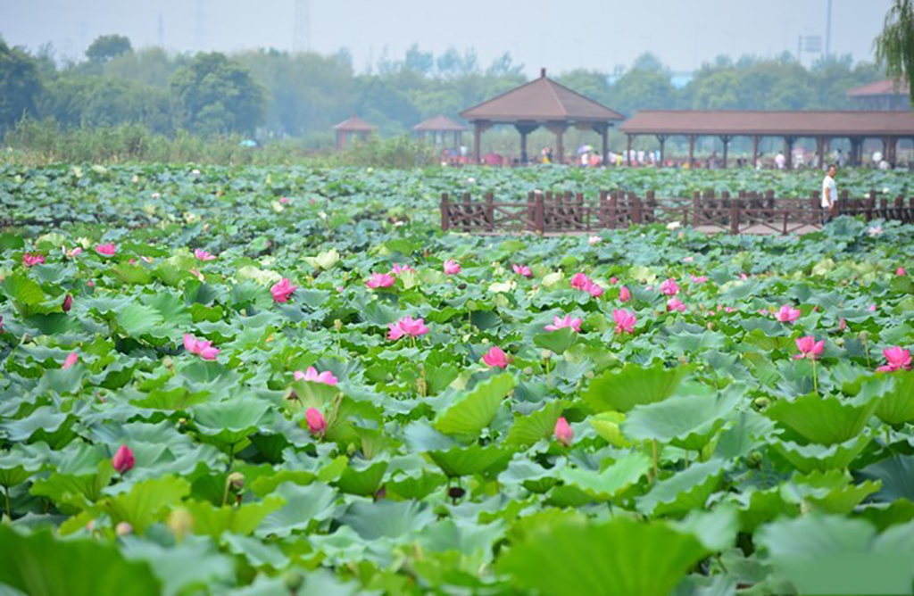 原创在苏州除了拙政园荷花节更值得来荷塘月色公园583亩荷花等你