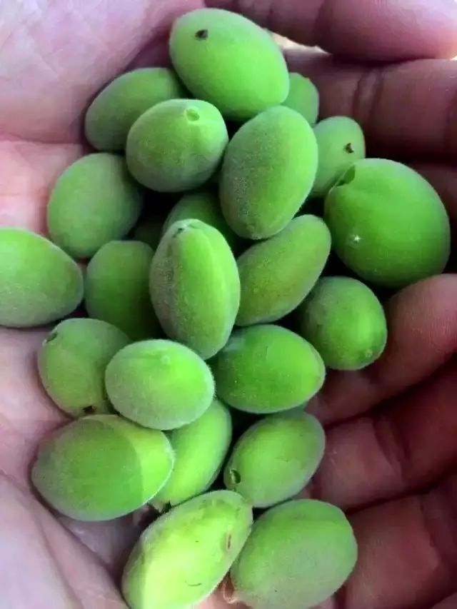 有一种家乡的味道叫做"酸杏子"