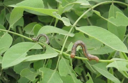 2,国槐尺蛾:六月初,一代国槐尺蛾幼虫已达3龄,即将开始进入暴食期.