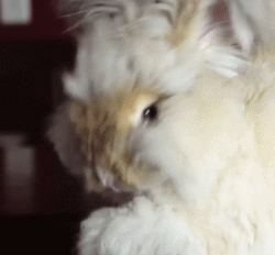 自帶憂鬱氣質的安哥拉兔，這團毛球長得太有特色了！ 寵物 第11張
