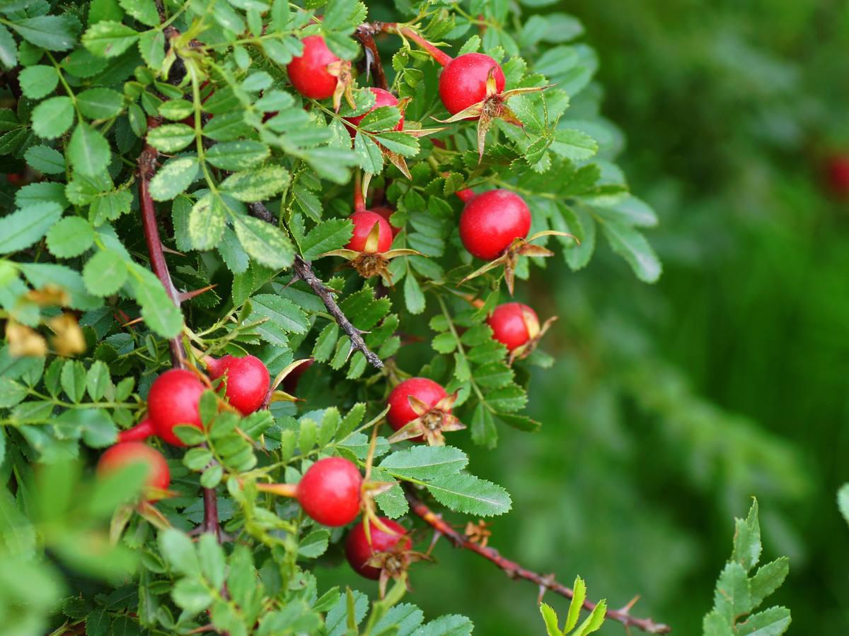 原创农村一满身是刺的树果实是农村娃零食维c是苹果20倍别错过