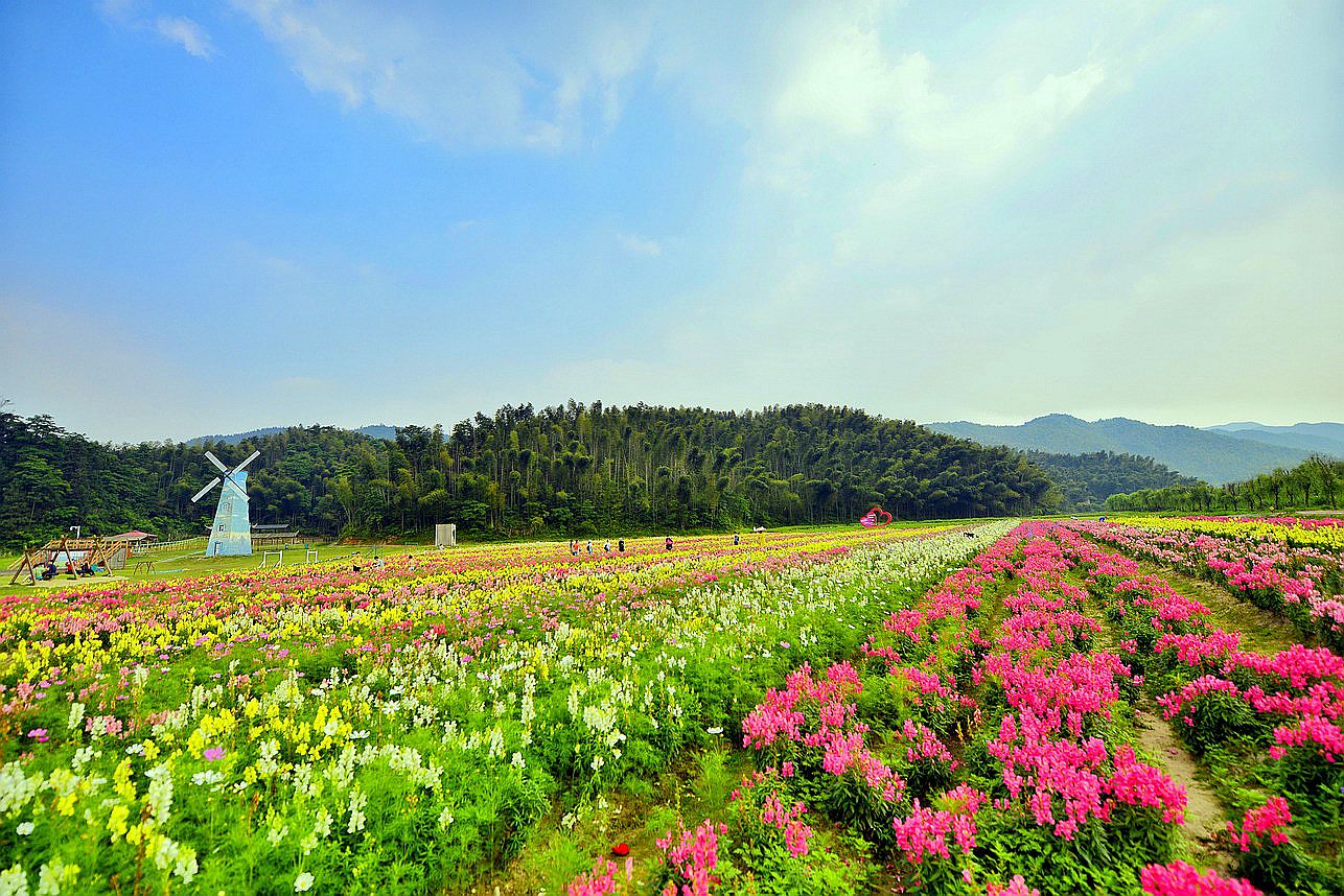 九龙溪生态谷七彩花海,城市花园五月季等你赏