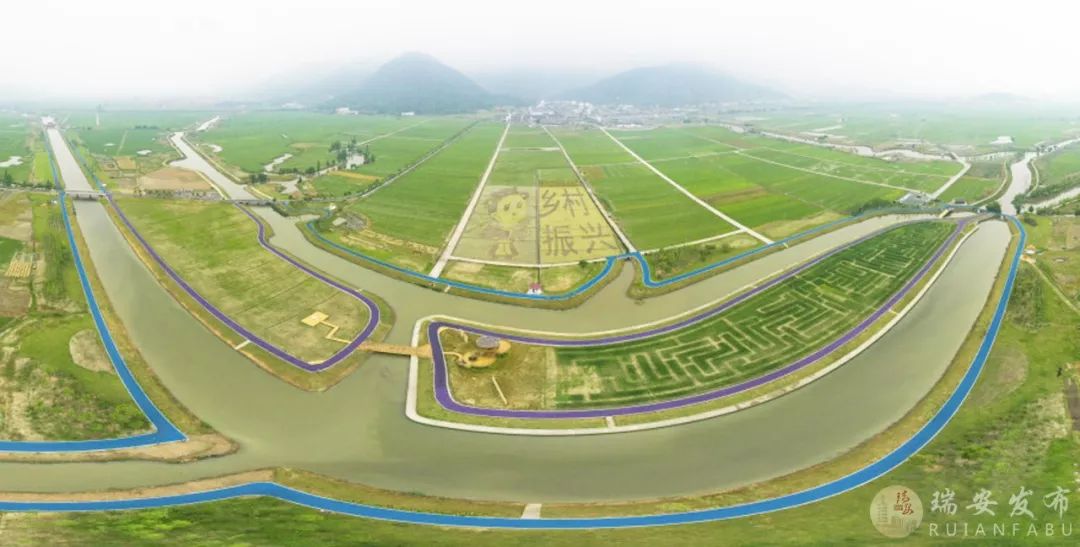 巨幅稻田画亮相瑞安天井垟网红曹村有吉祥物啦