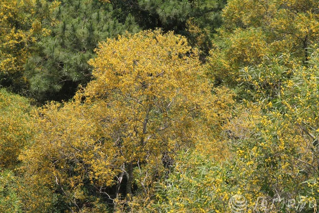 它差点成了厦门市树花语相思如今漫山尽是黄金甲相约赏起