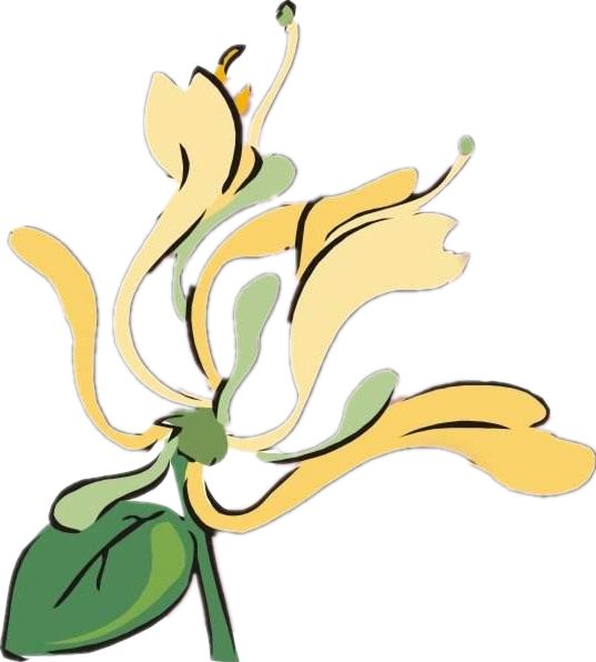 巩义这个村想奇招,以"金银"换金银._金银花