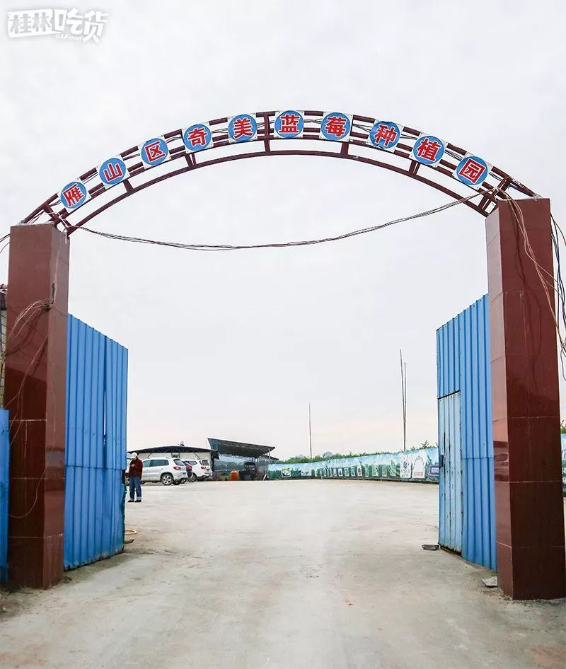 进园无限吃这片100亩的蓝莓园终于开放啦距离市区仅30分钟