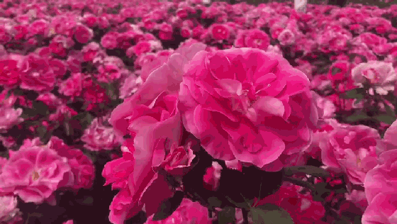 560_316gif 动态图 动图