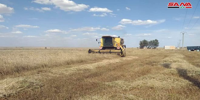 叙利亚农业苏韦达省和哈塞克省开始大麦丰收