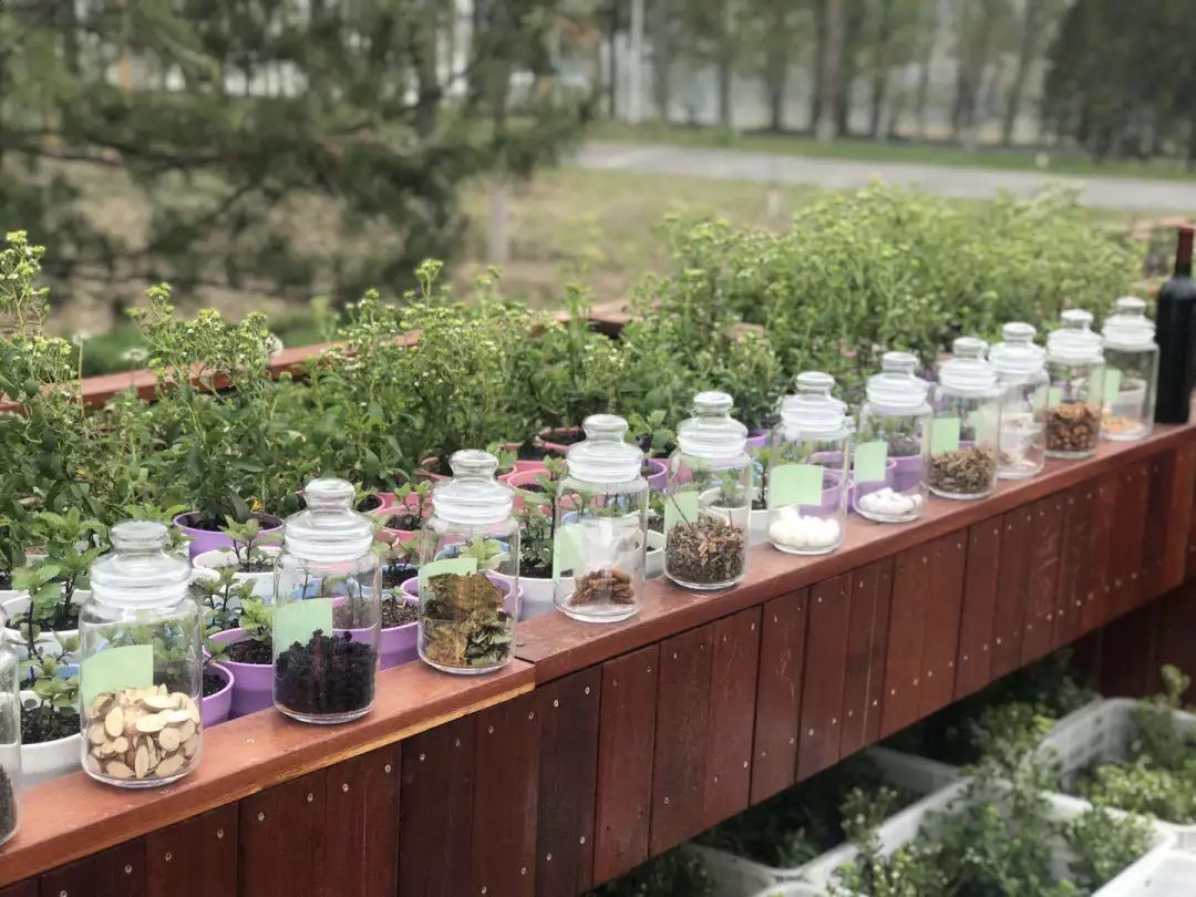 不骗你,这座花园能养生_中草药