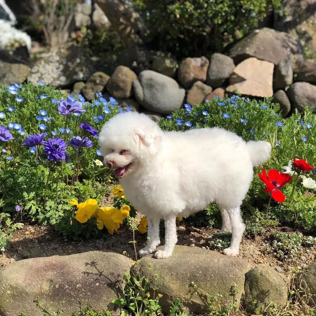 多亏美容师一双巧手,让我过上了养羊的日子!_贵宾