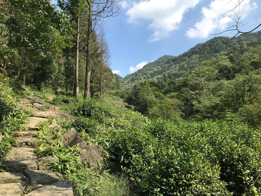 富阳龙门山森林公园图片