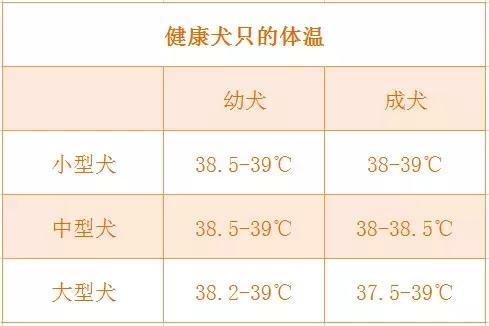 你会给狗狗量体温吗健康犬只的体温是多少