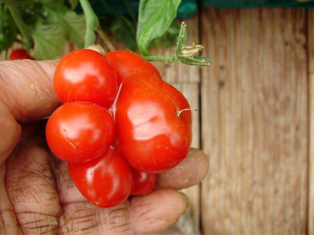 基因的罕见等位基因或变种,这种基因对于恢复西红柿的味道有重要作用