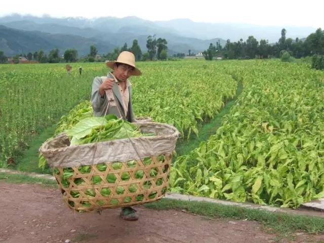 最美的人丨南雄烟田里的摘烟人