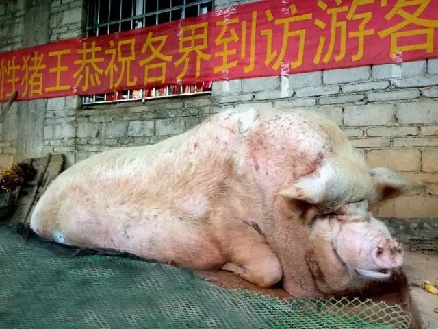 曾经上过广东台的茂名1300斤猪王还在吗