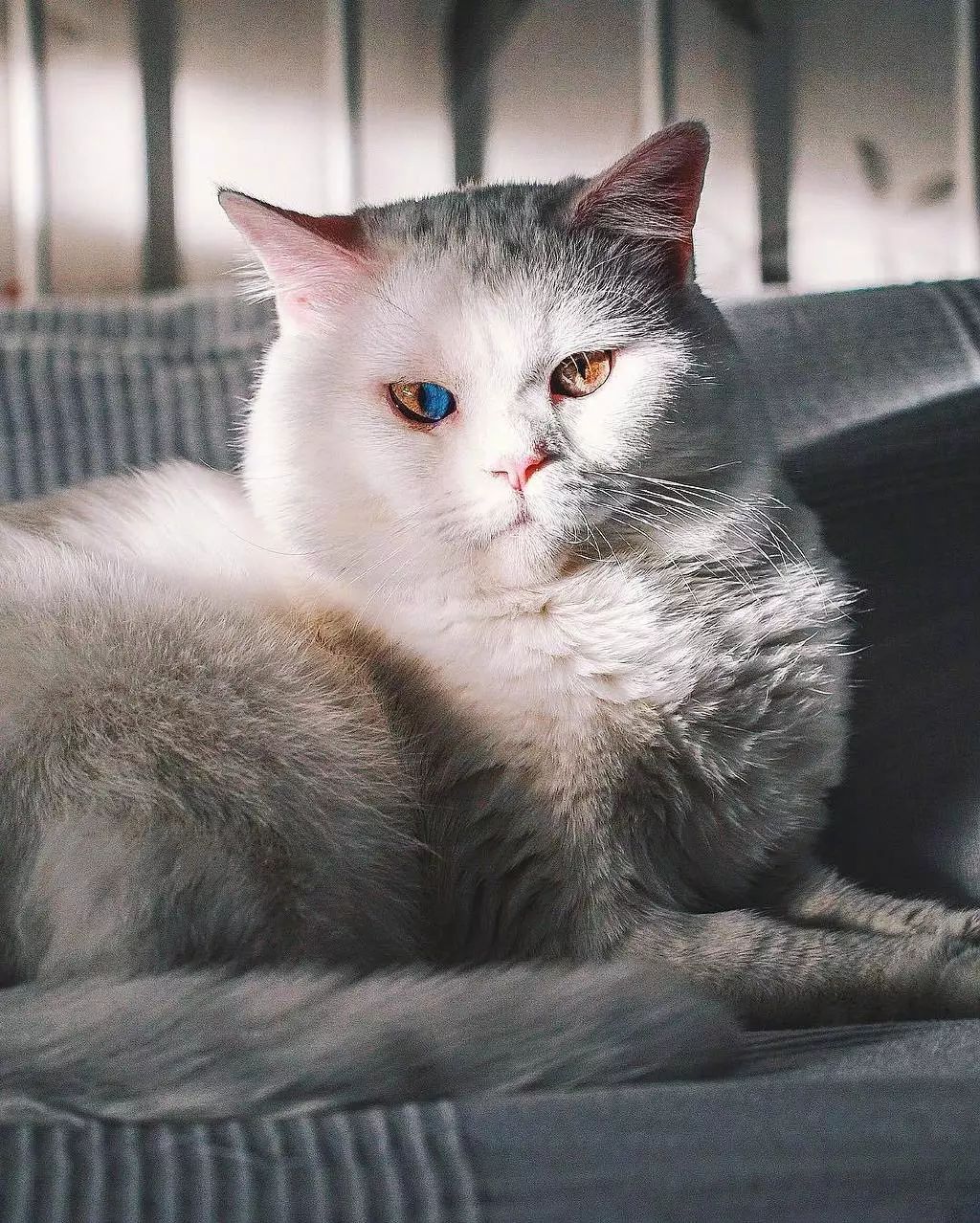 网友家的一只白色英短,有一只眼睛居然是双色的!