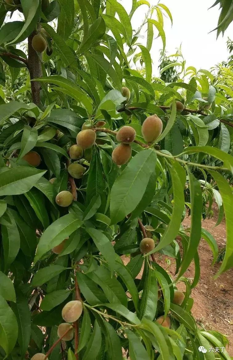 桃树五月栽培管理技术