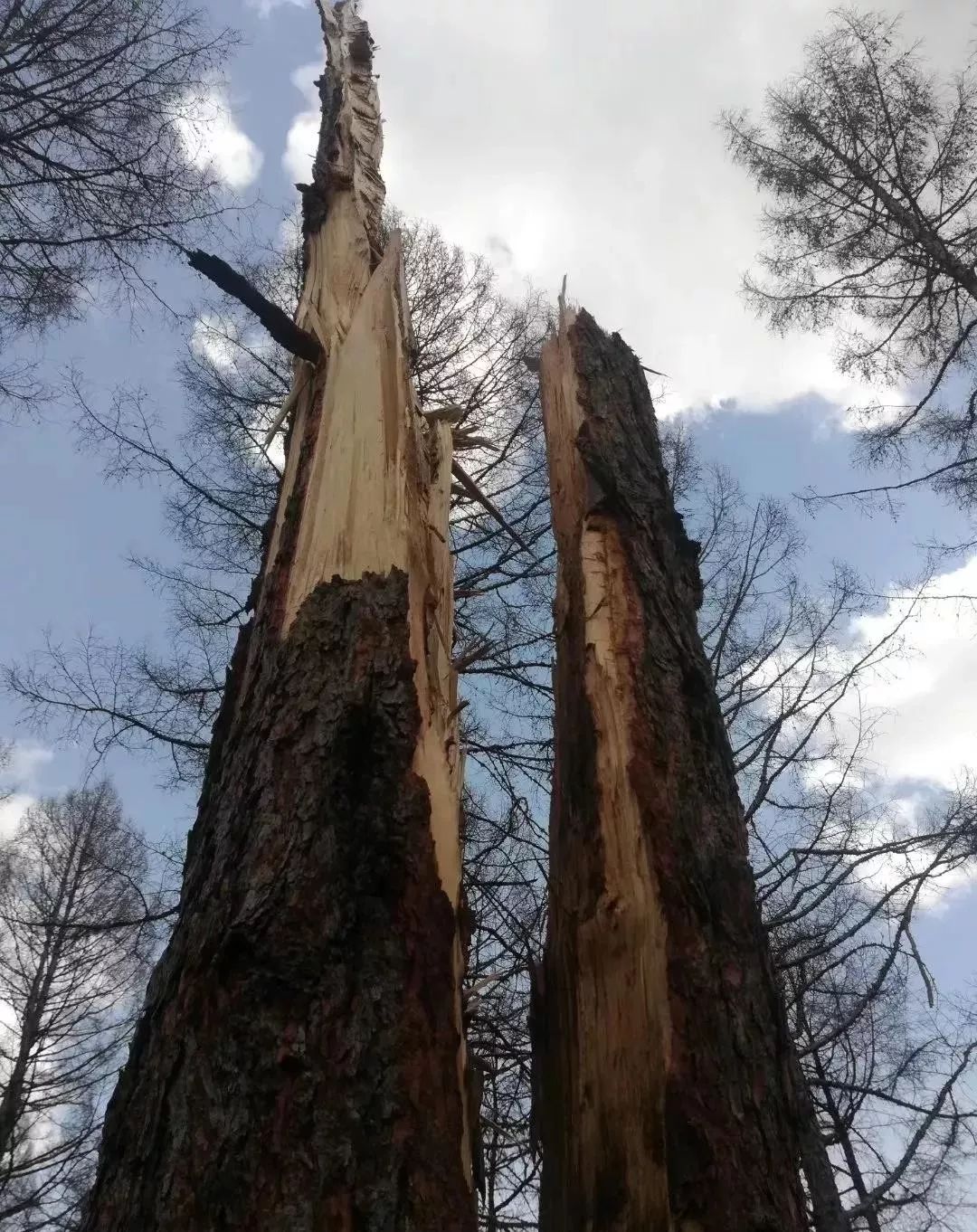 林区大自然的鬼斧神工雷击木