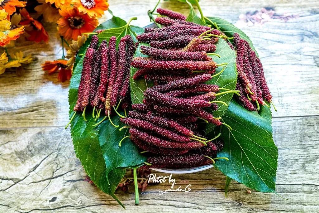 今年助农增收8600万元盐边桑葚的前世今生