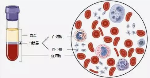 体检查出尿潜血阳性,是"血尿"吗?是时候澄清了!_红细胞