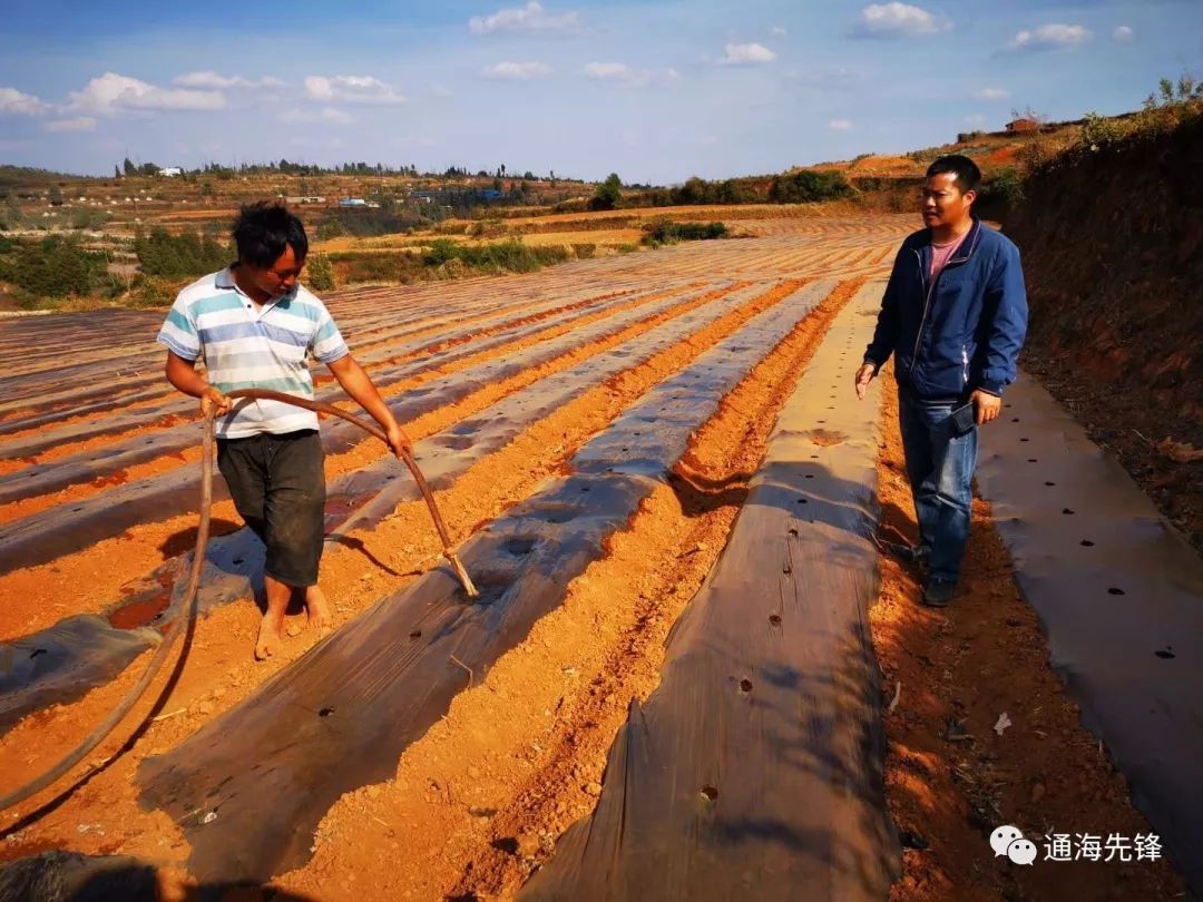 通海县四街镇:党员干部群众多措并举抗旱保收