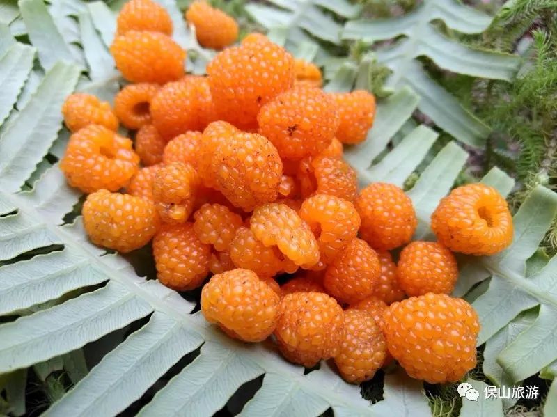 偶遇黄泡,白酒泡,野杨梅,山胡椒等野果和蕨菜,螃海尖,马鹿菜等野菜