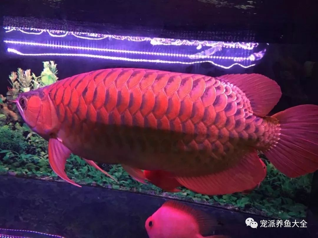 神龙摆尾龙鱼华丽转身惊艳附龙鱼体形保持指南