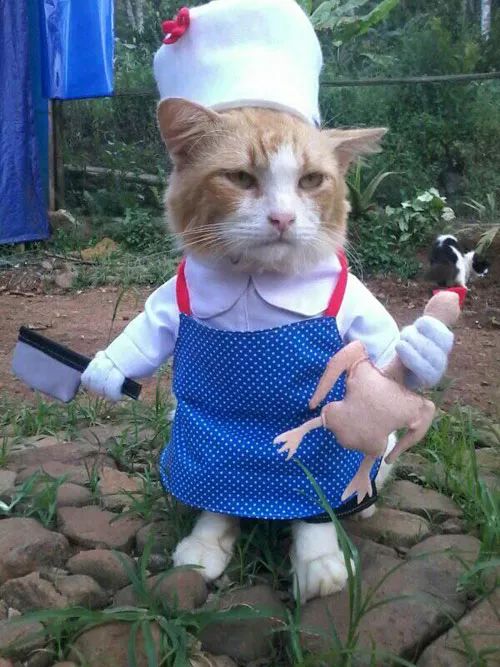 主人给猫买了这么件衣服太搞笑了,其他猫看到后都懵了!