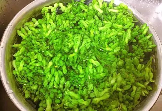 步骤三:汤锅中注入清水,大火煮开,加入姜片和食用油,再加入千里香,煮