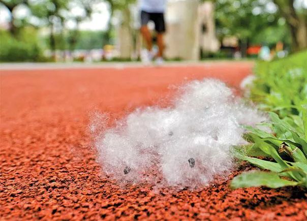 美丽异木棉棉絮图片