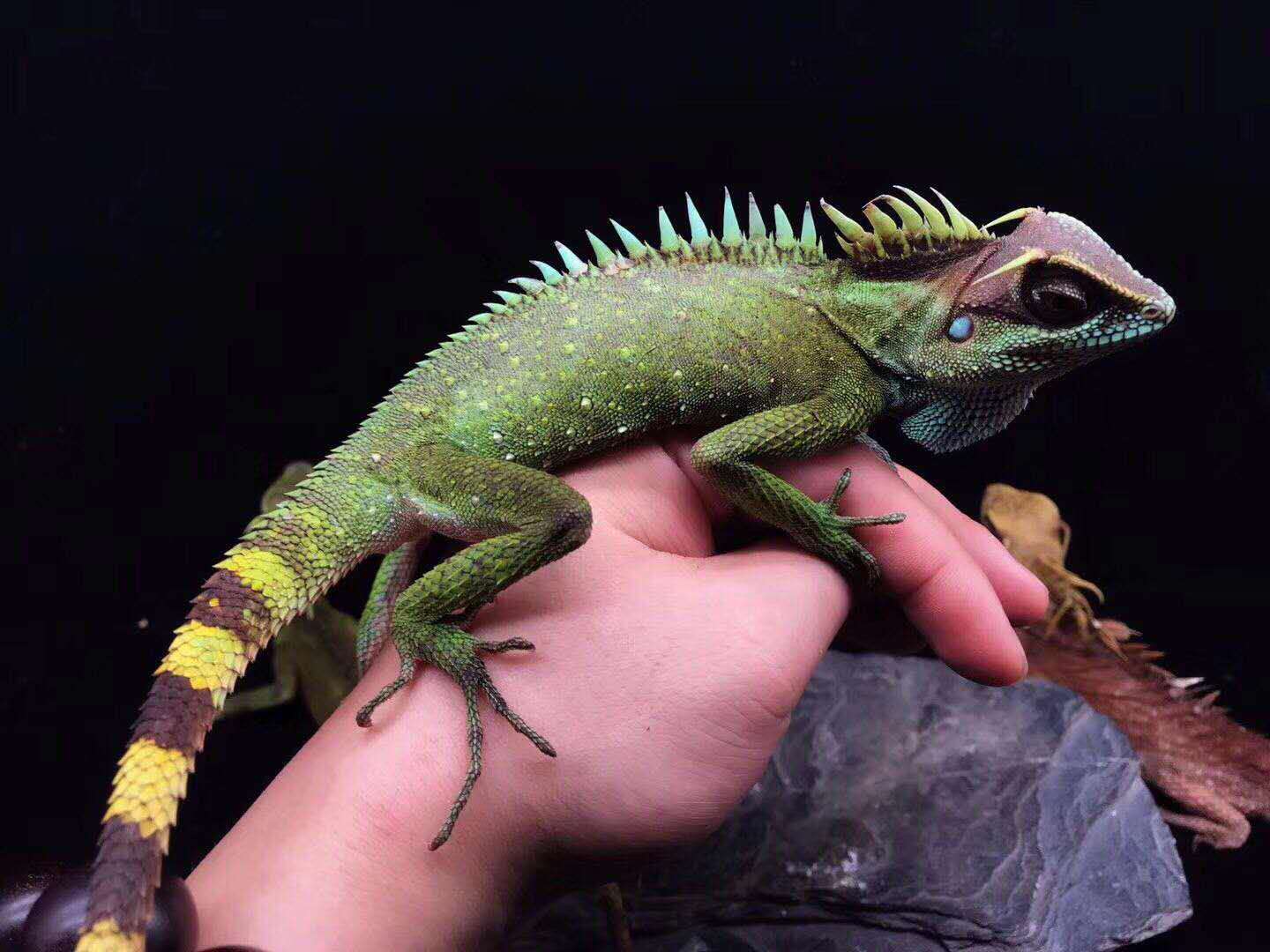 宠物蜥蜴 高山角蜥怎么饲养 紫外线