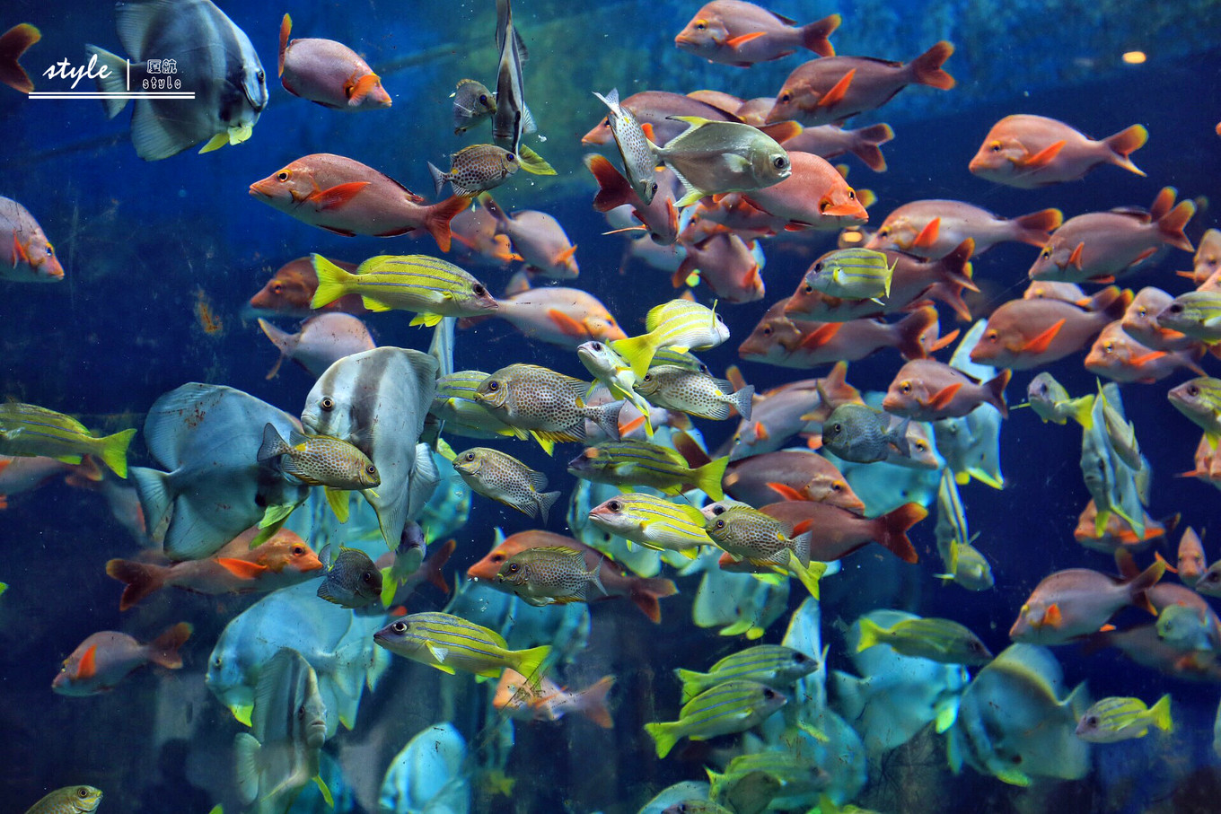 亚龙湾唯一的海洋餐厅各式生猛海鲜吃不停还有庭院bbq