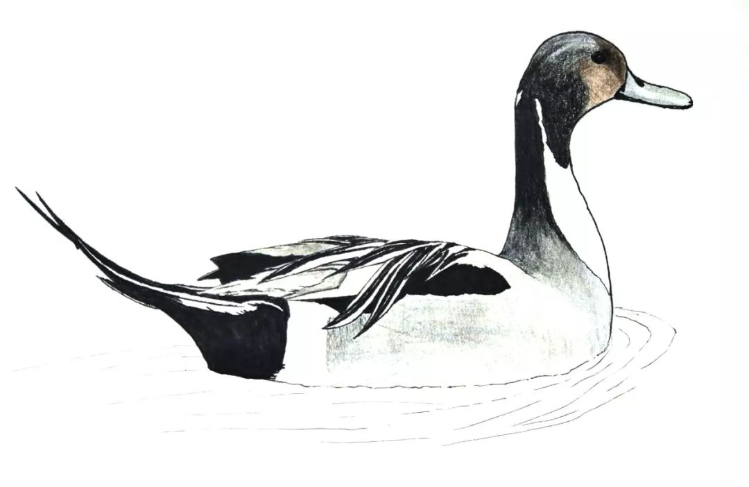 【松雅湖湿地自然学校】我画你猜②