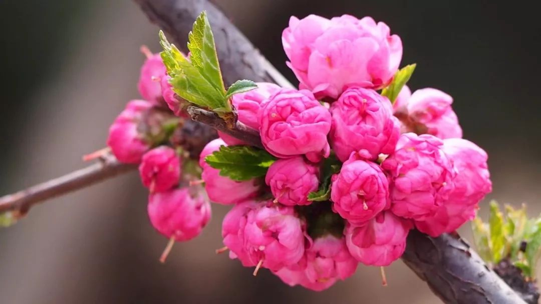 2019全民来探花想着你的美闻着你的香味在翠雀花冰与火的奔放中挣扎