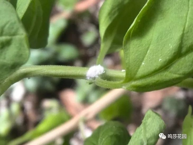 等到蚧壳虫产卵的时候,她们会用蜡质的白丝将卵囊包裹起来,形成一个