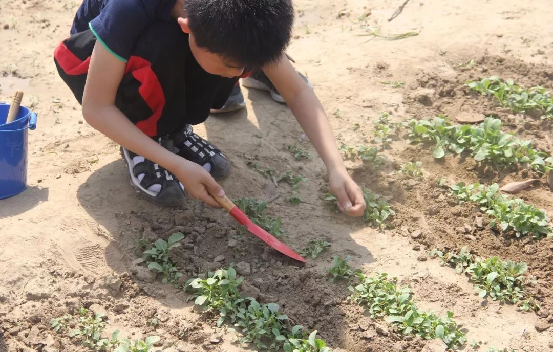 这几块儿菜地,可没少让清丰这群孩子费心