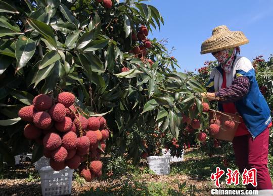"海口火山荔枝采摘能手"挑战吉尼斯世界纪录
