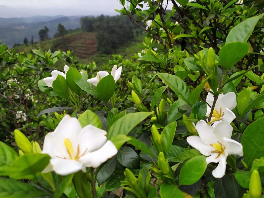 美!宜宾5000亩栀子花开了,周五还有开幕式,约起