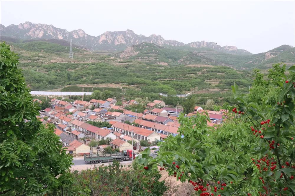 潘家庄的樱桃熟了我们去采摘吧